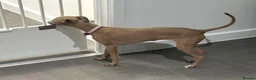 Italian Greyhound dogs for sale: Lovely Girl (8 months old) in Swindon - Advert 1