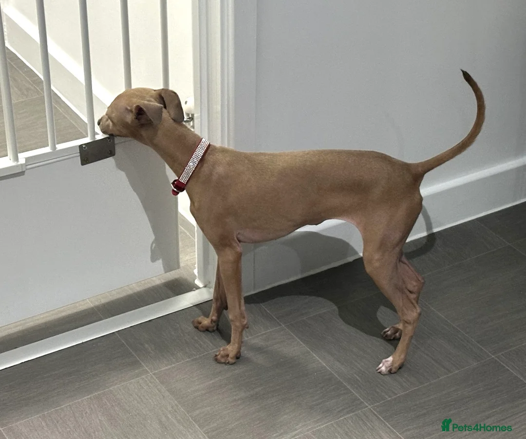 Italian Greyhound dogs for sale: Lovely Girl (8 months old) in Swindon - Advert 1