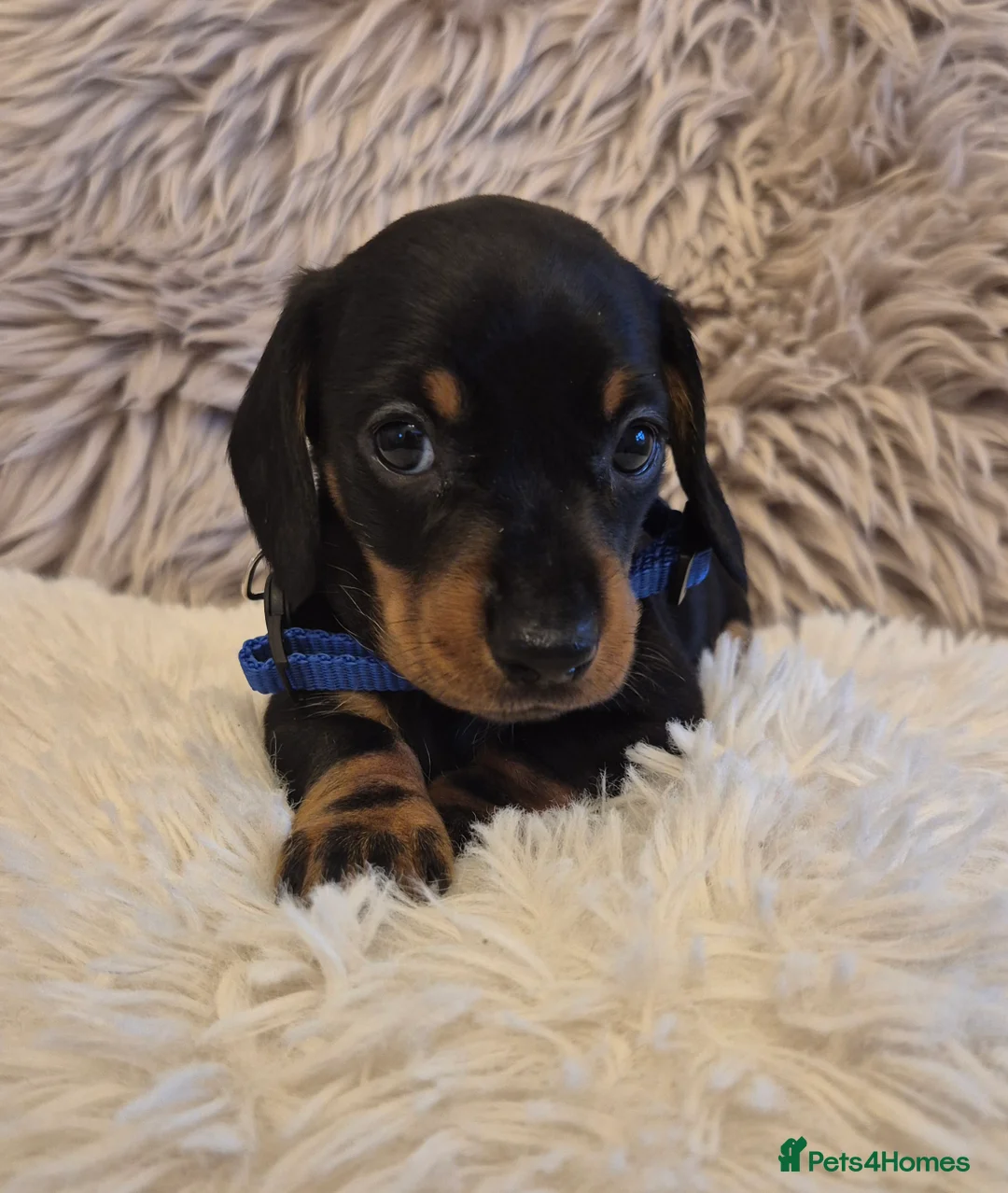 Miniature Dachshund dogs for sale: Adorable KC Pedigree Miniature Dachshund Puppies - Advert 25