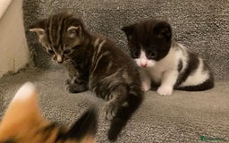American Shorthair cats for sale: Kittens for Sale - Image 3