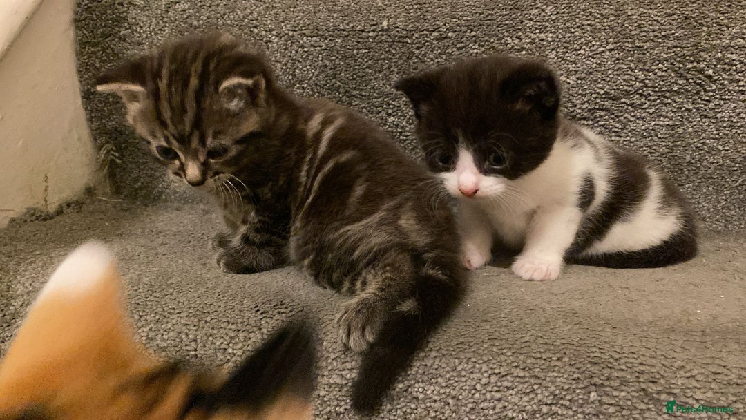 American Shorthair cats for sale: Kittens for Sale - Image 3