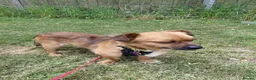 Mixed Breed dogs for sale: Small male, friendly and cuddly - Advert 2