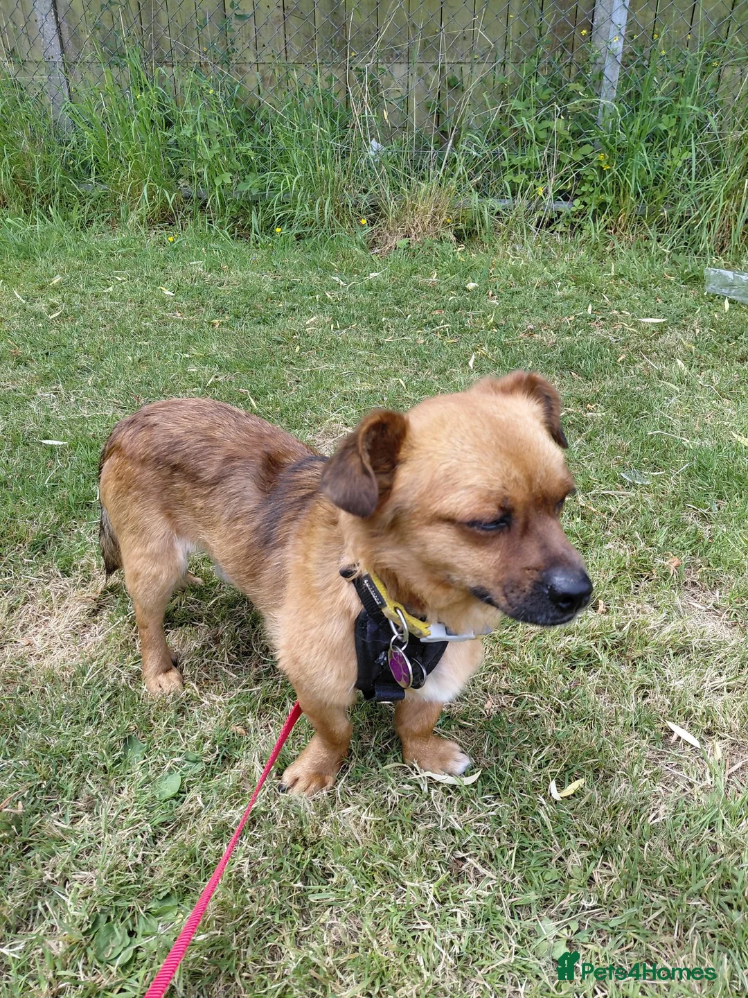 Mixed Breed dogs for sale: Small male, friendly and cuddly - Advert 2