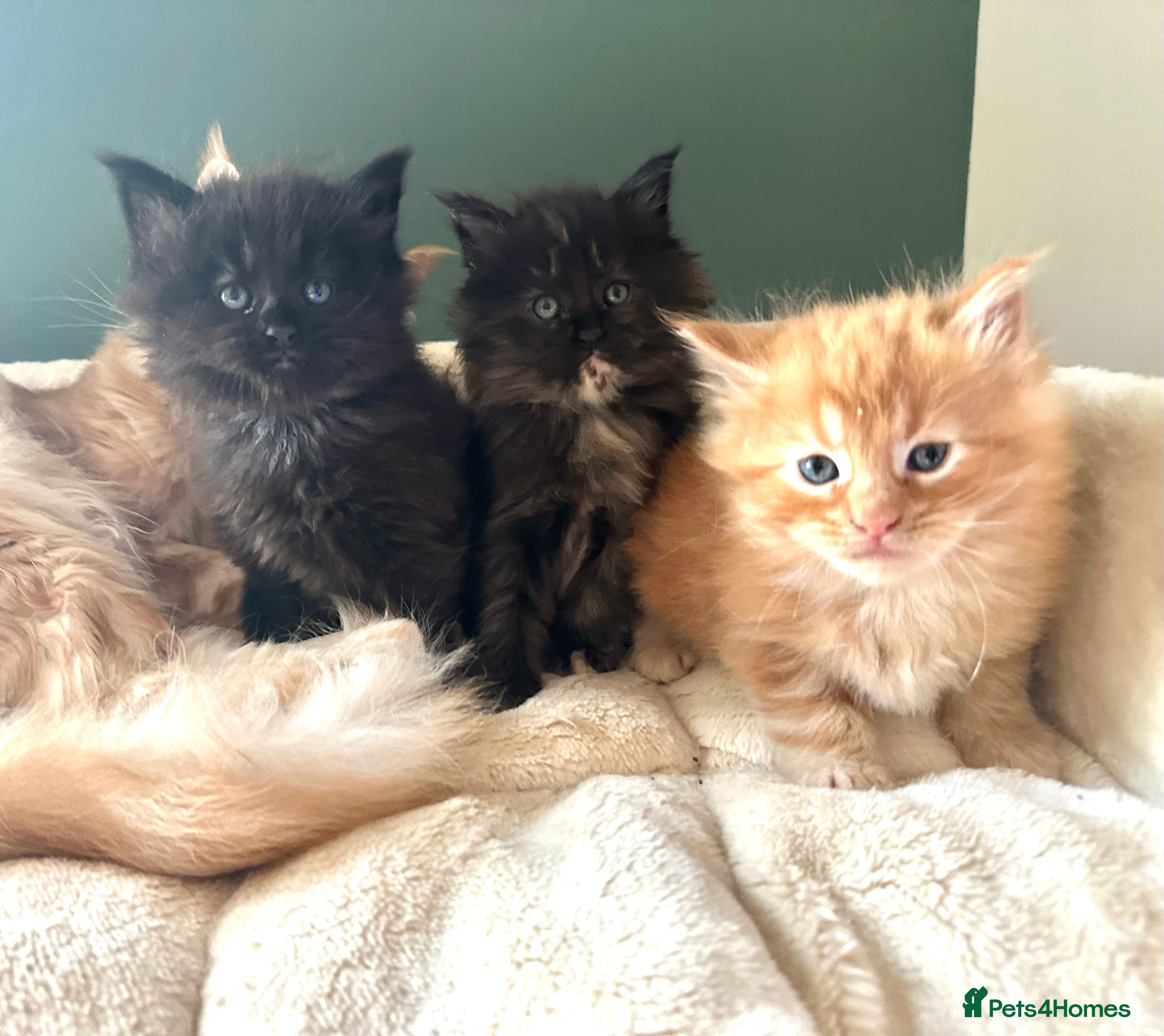 Maine Coon cats Tica Registered  Maine Coons  - Advert 5