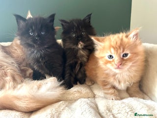 Maine Coon cats Tica Registered Maine Coons - Advert 3