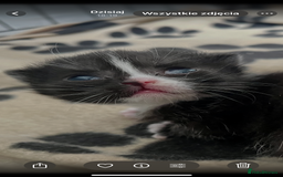 British Shorthair cats for sale: British blue x - Image 3