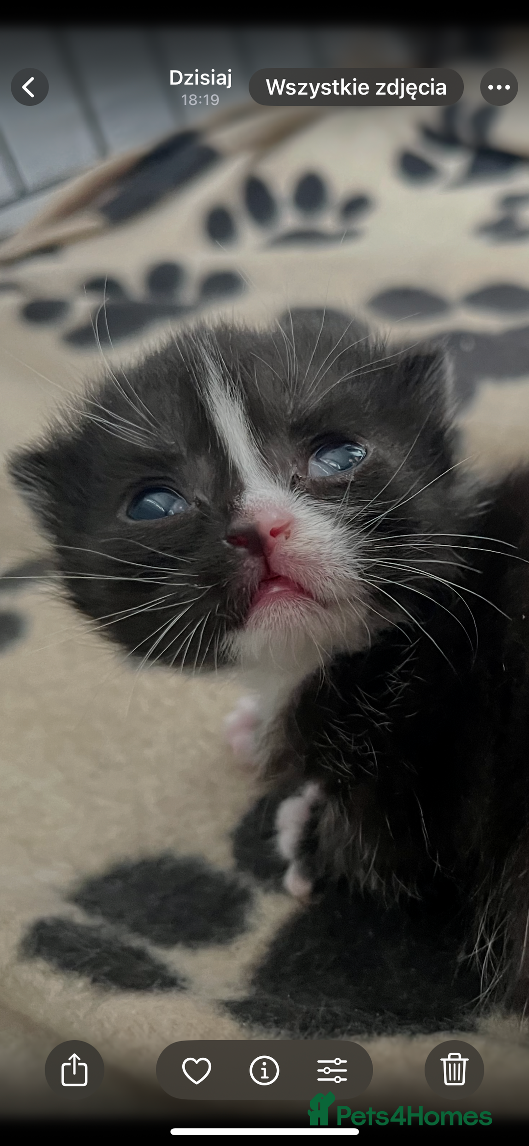 British Shorthair cats for sale: British blue x - Image 3
