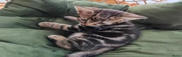 Mixed Breed cats for sale: Marble Bengal cross  - Advert 4
