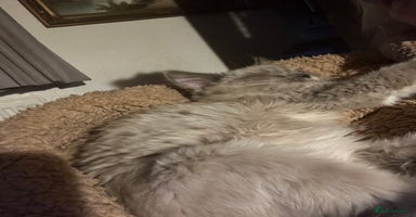 Ragdoll cats Gorgeous Tica mink ragdoll kittens ready now  - Advert 7