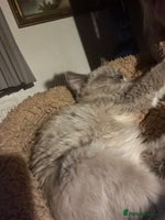 Ragdoll cats Gorgeous Tica mink ragdoll kittens ready now - Advert 7