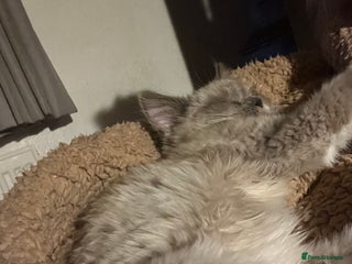 Ragdoll cats Gorgeous mink ragdoll kittens ready now - Advert 18