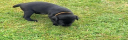 Labrador Retriever dogs for sale: KC Registered, Fully Health Tested  - Advert 14