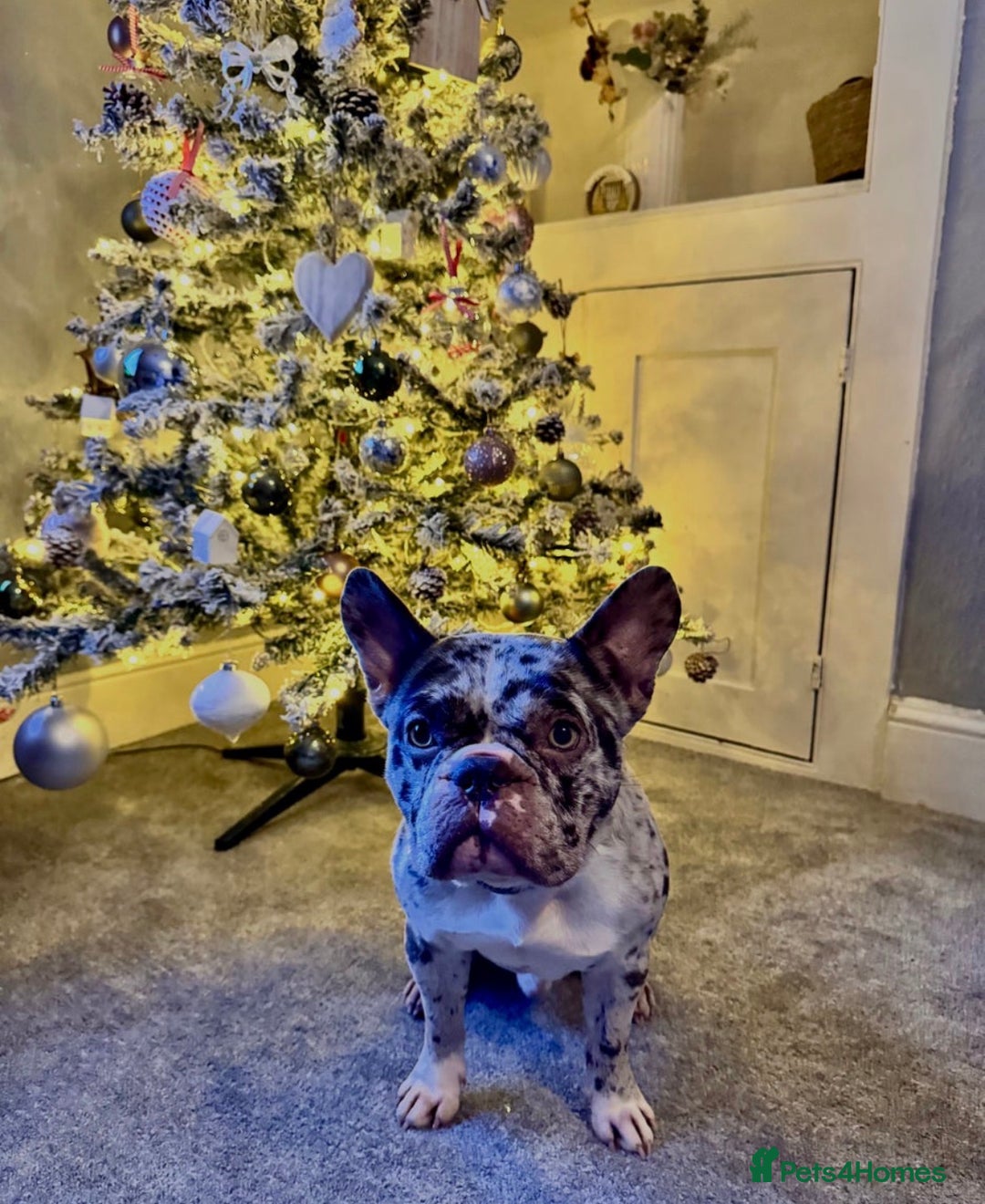 French Bulldog dogs for sale: French bulldog - Advert 3