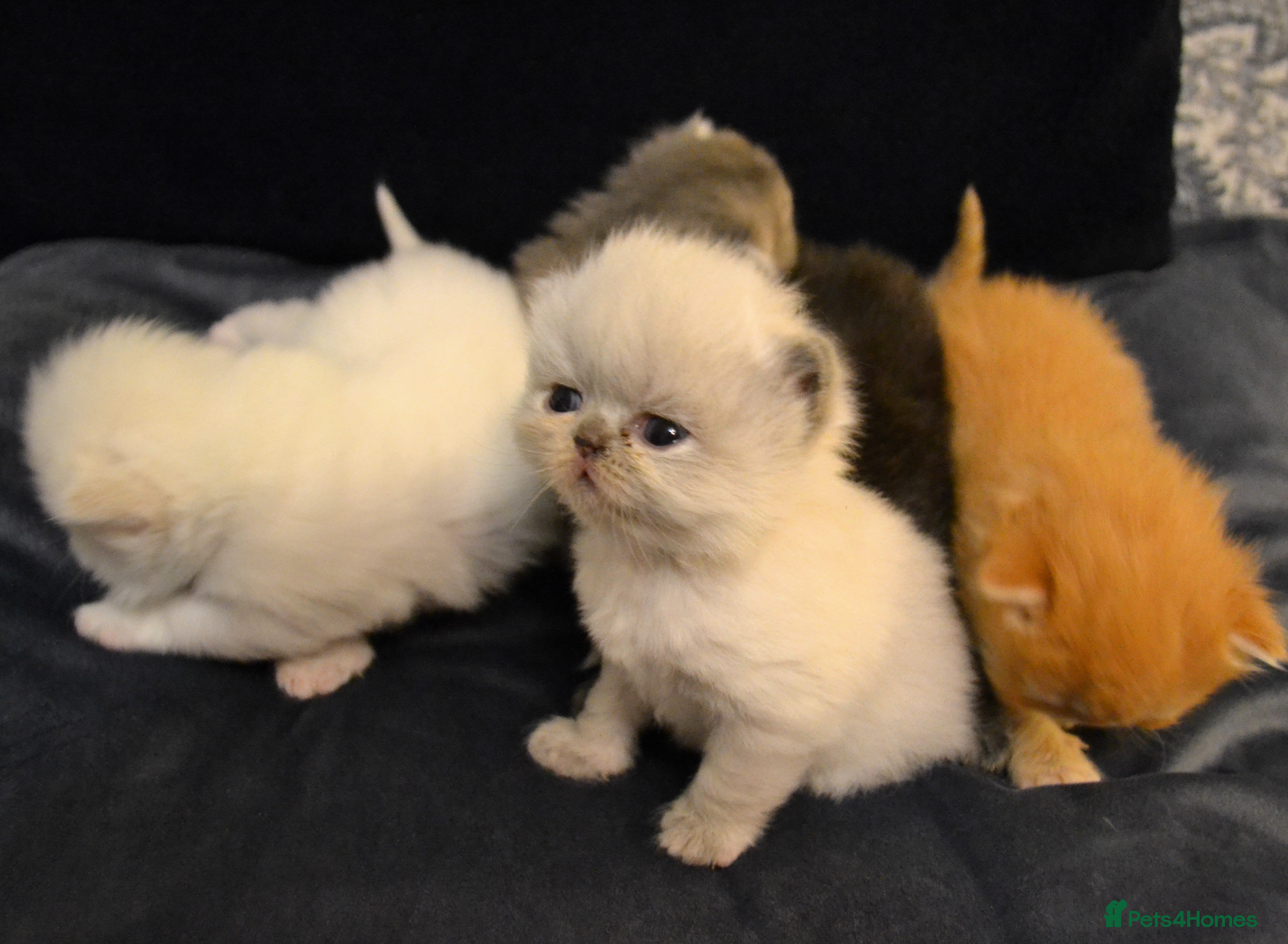Persian cats Unique gorgeous Persian Kittens in Warwick - Advert 1