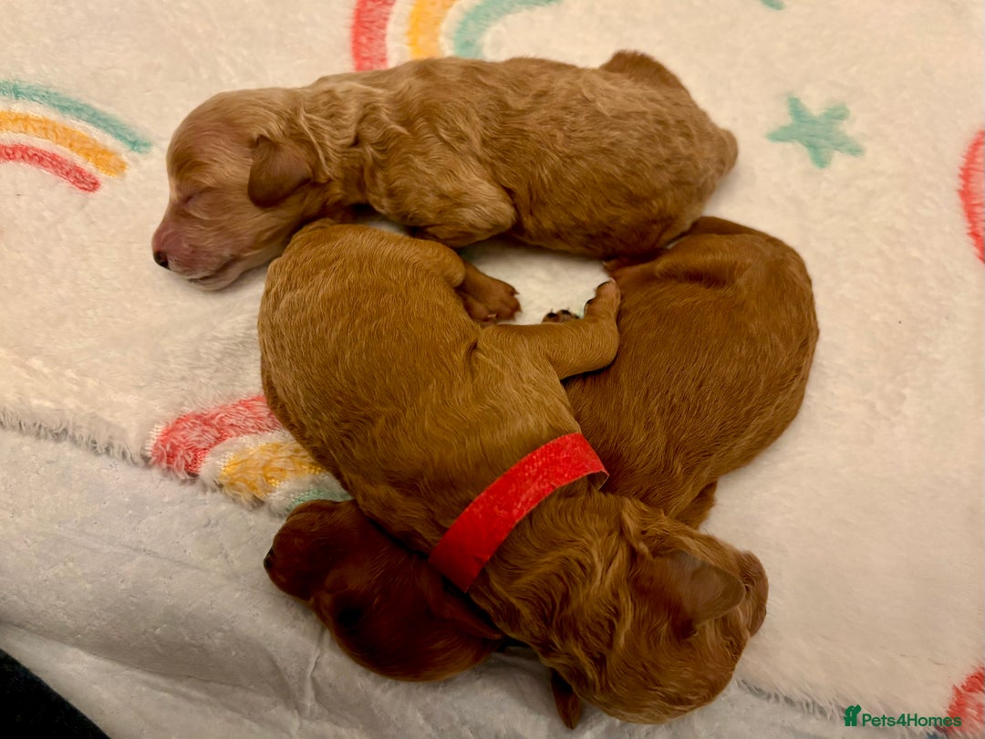 Miniature Poodle dogs for sale: **All Reserved** Stunning Deep Red Mini Poodle - Advert 20