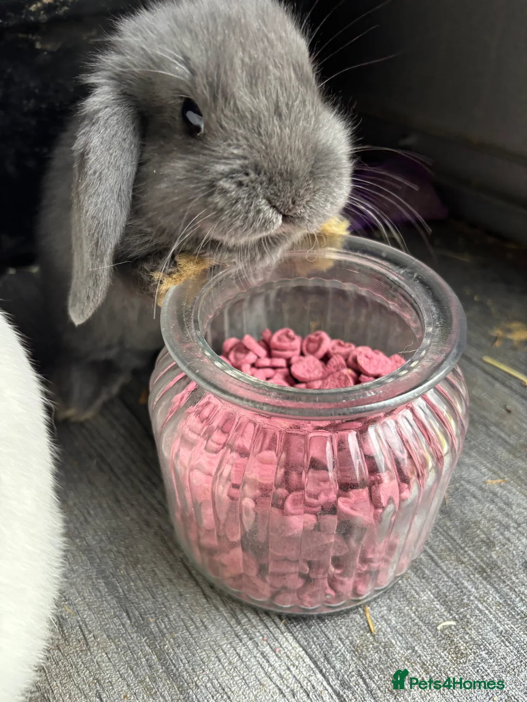 Mini Lop rabbits for sale: Gorgeous Mini Lops  - Advert 20