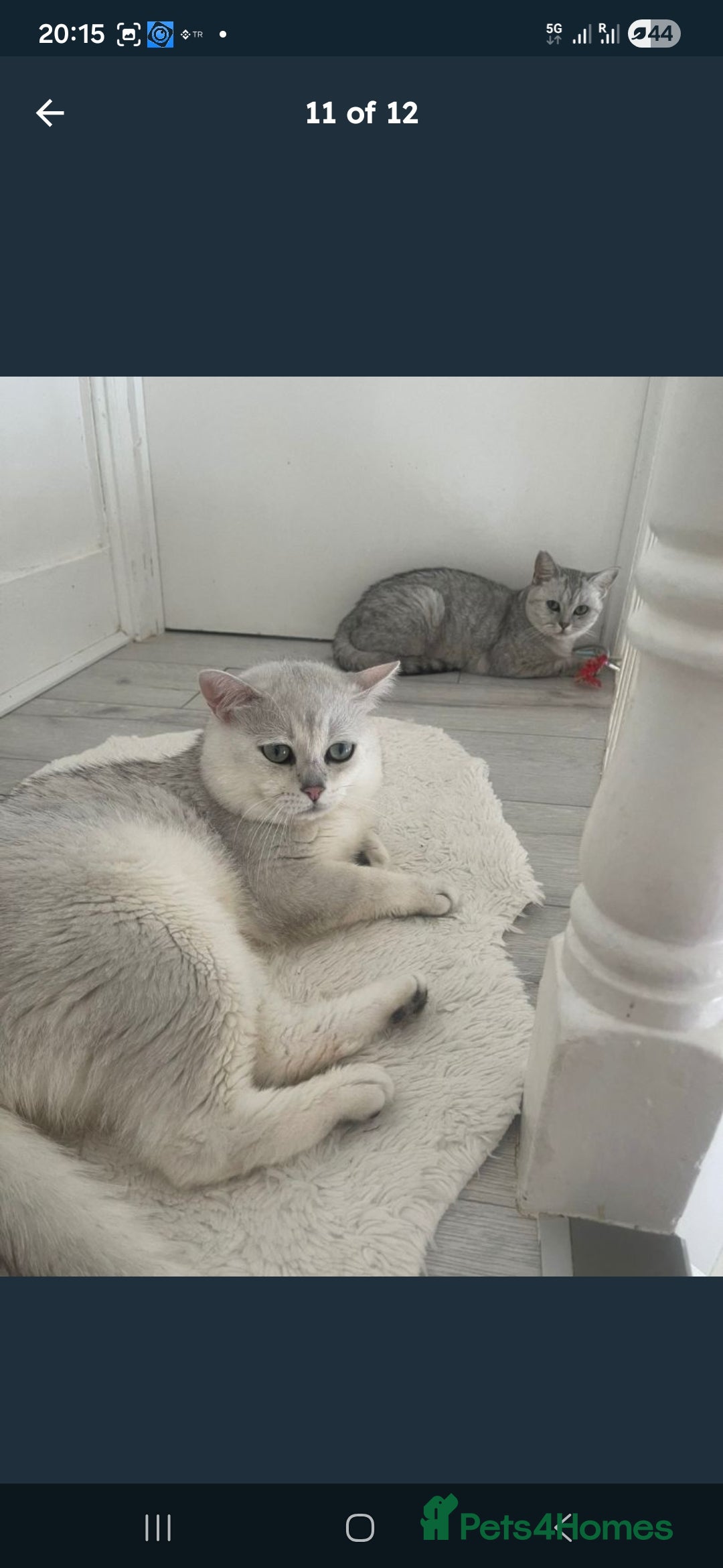 British Shorthair cats for sale: British Short Hair Kittens - Advert 14