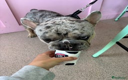 French Bulldog dogs for stud: Mixed Merle French Bulldog Stud - Image 6