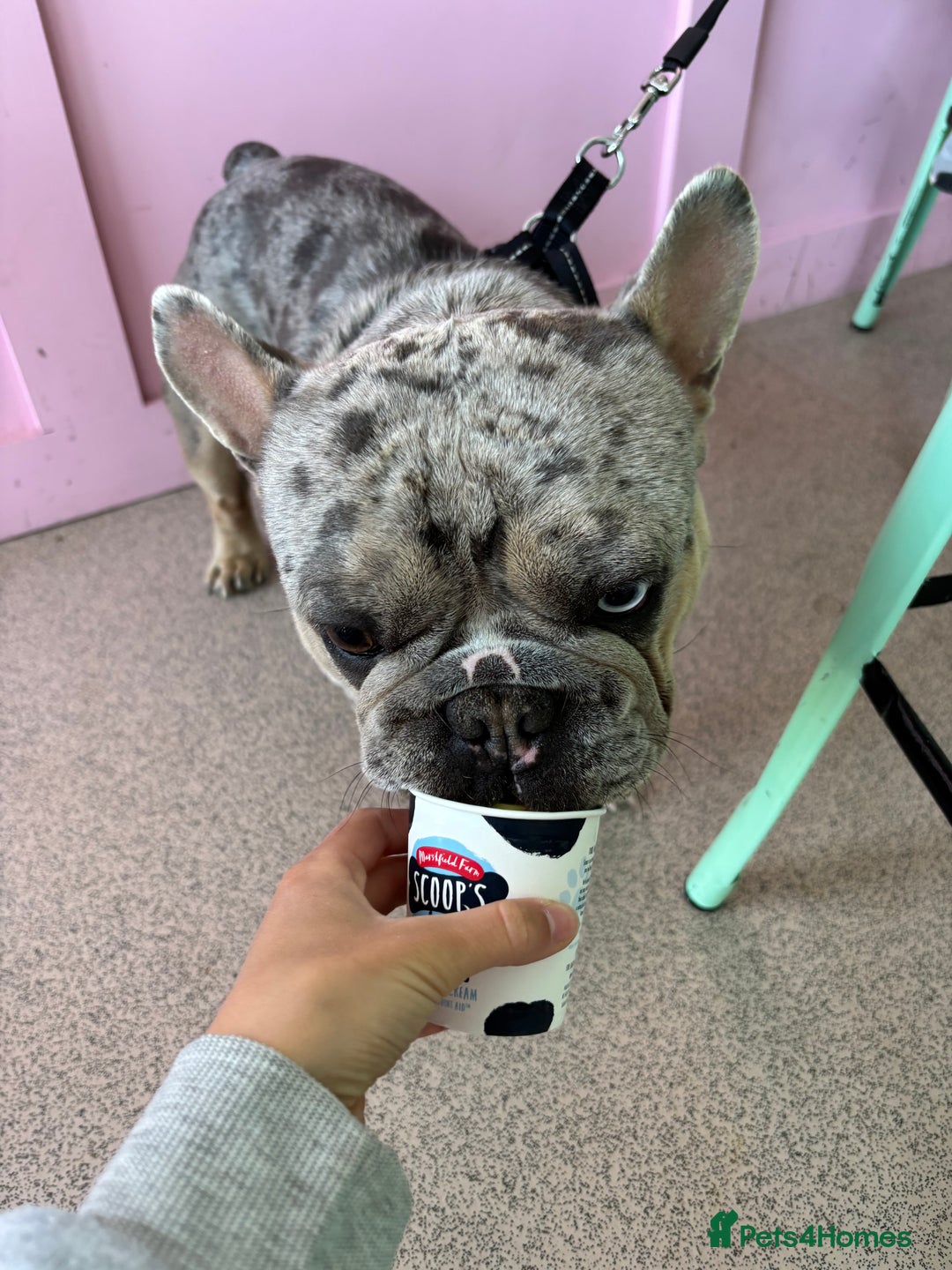 French Bulldog dogs for stud: Mixed Merle French Bulldog Stud - Image 6