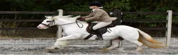 Irish Cob horses for sale: Big Betty in Huntingdon - Advert 17