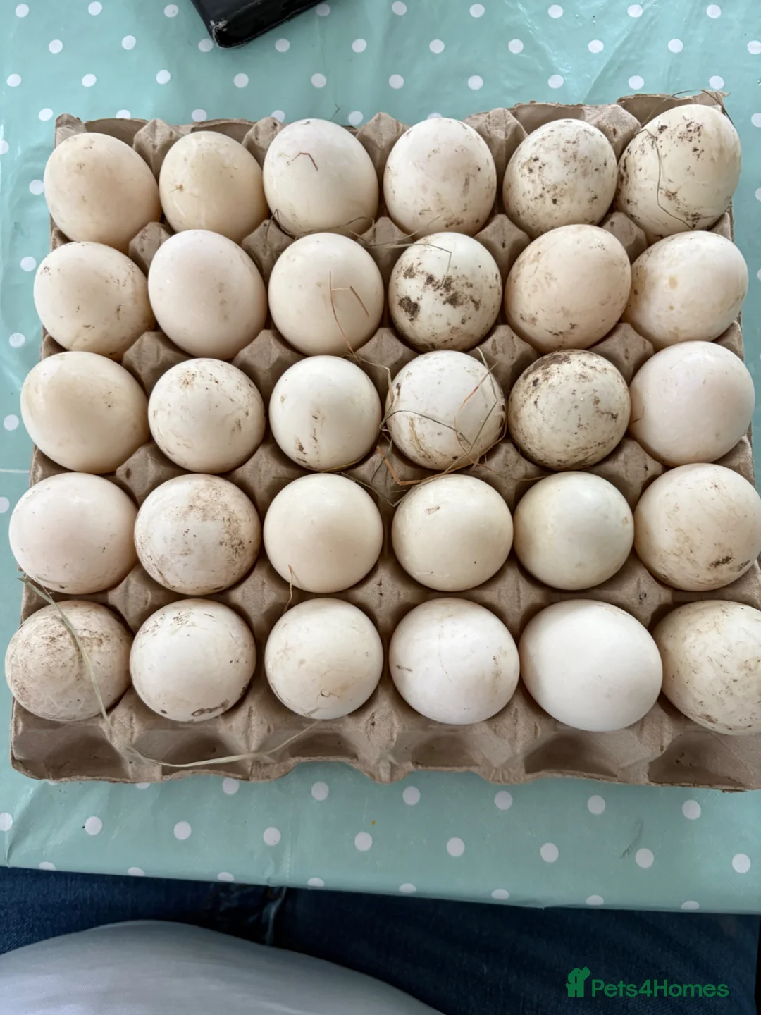 Ducks poultry for sale: Fertile cherry valley duck eggs in Nottingham - Advert 1