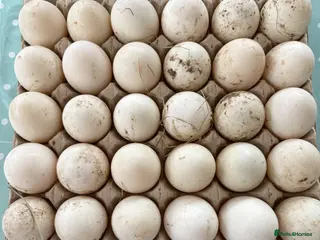 Ducks poultry Fertile cherry valley duck eggs - Advert 1