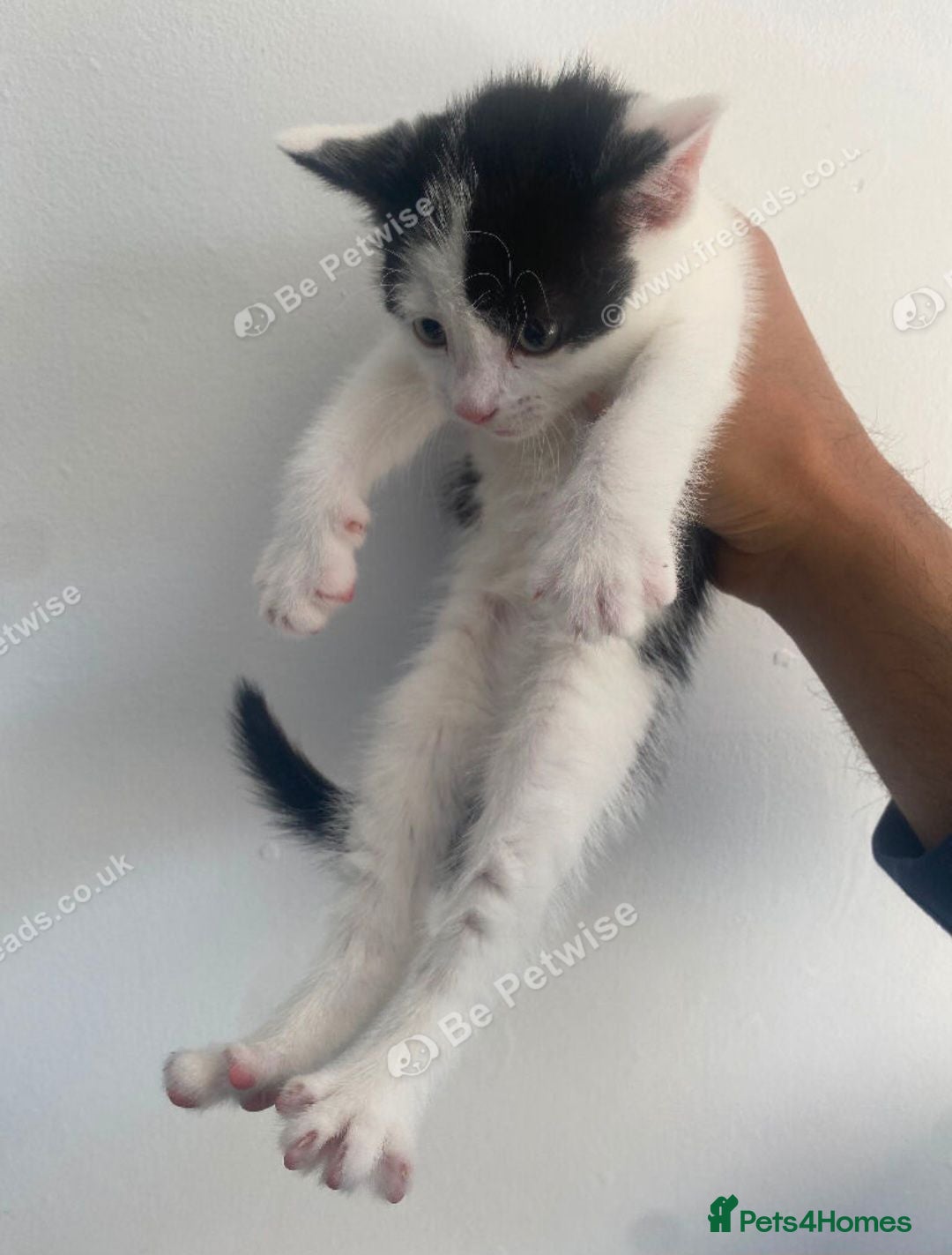 Mixed Breed cats 3 kitrens for sale - Advert 1