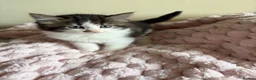 Mixed Breed cats for sale: British Short Hair Cross Ragdoll Kittens  in Selby - Advert 35