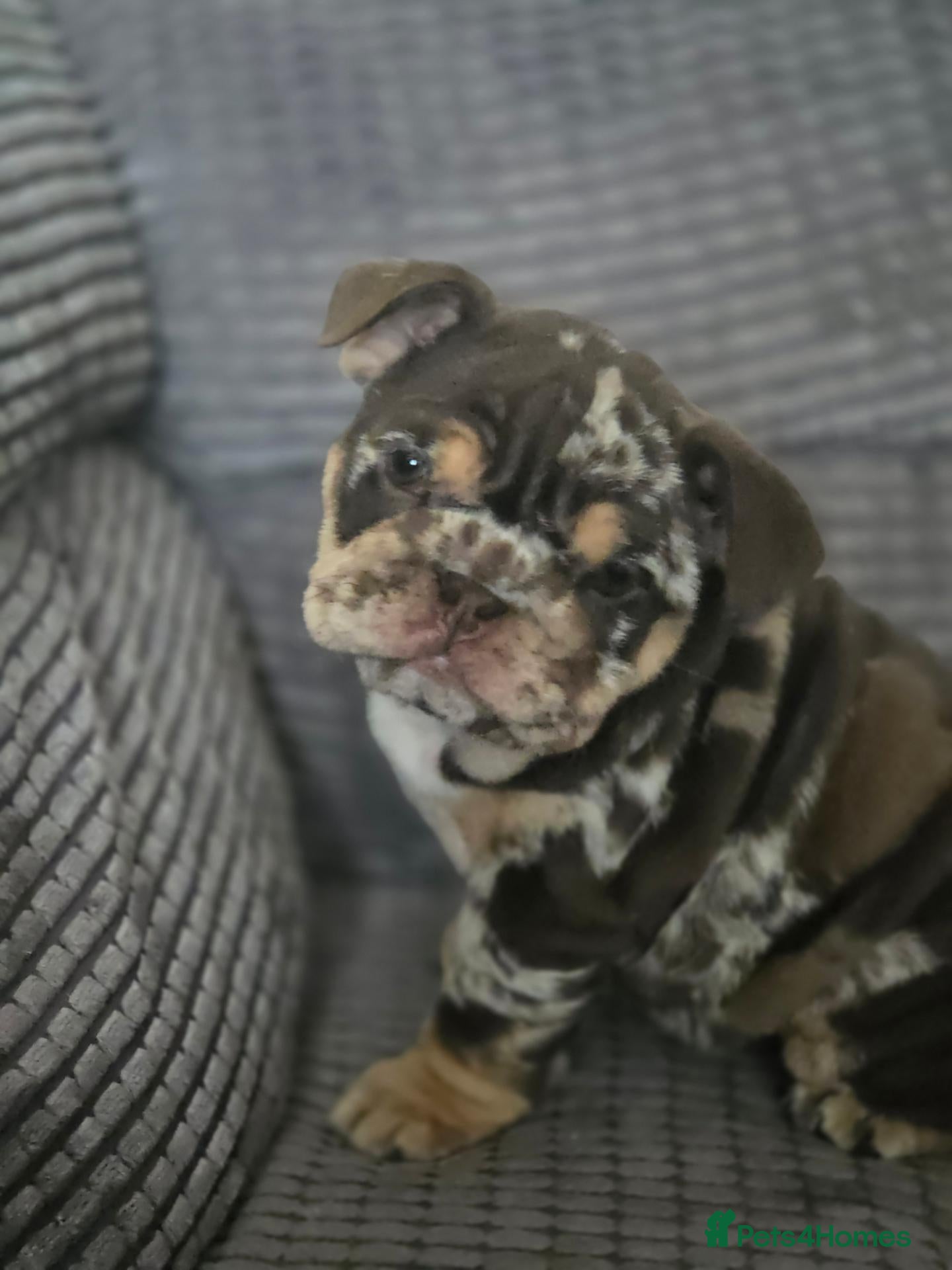 English Bulldog dogs for sale: Bulldog - Advert 18