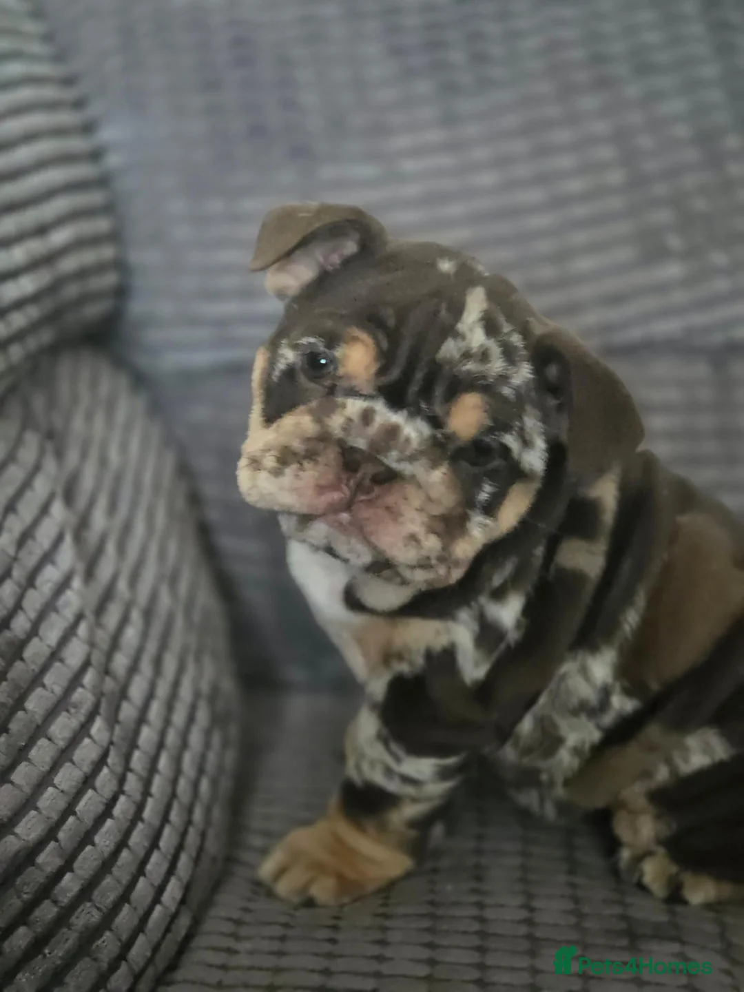 English Bulldog dogs for sale: Bulldog - Advert 1
