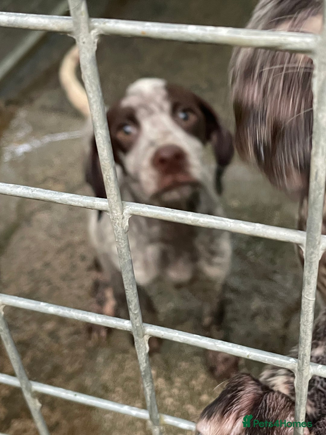 German Shorthaired Pointer dogs for sale: Pointers - Advert 3