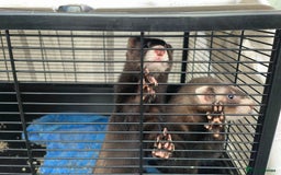 Ferret rodents for sale: Ferret Kits - Ready to Go - Image 4