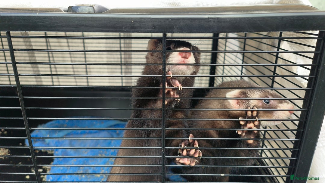 Ferret rodents for sale: Ferret Kits - Ready to Go - Image 4