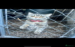 Persian cats for sale: Persian exotic cats - new homes needed - Image 20