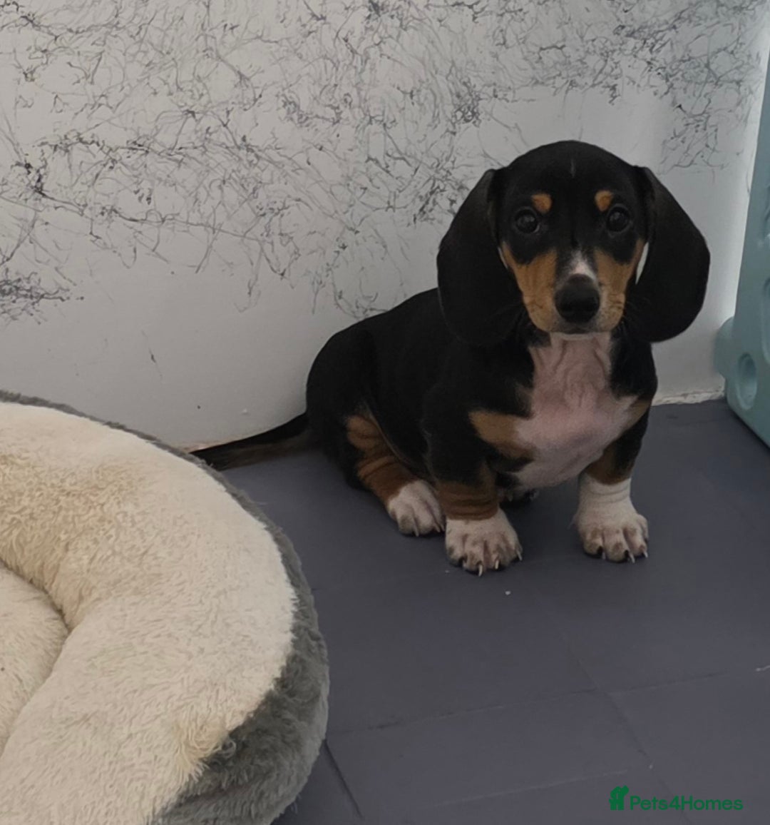 Miniature Dachshund dogs for sale: 🌟READY NOW🌟🐾Smooth coat Miniature Dachshund 🐾 - Advert 3