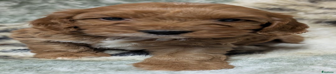 Cockapoo Puppy 2