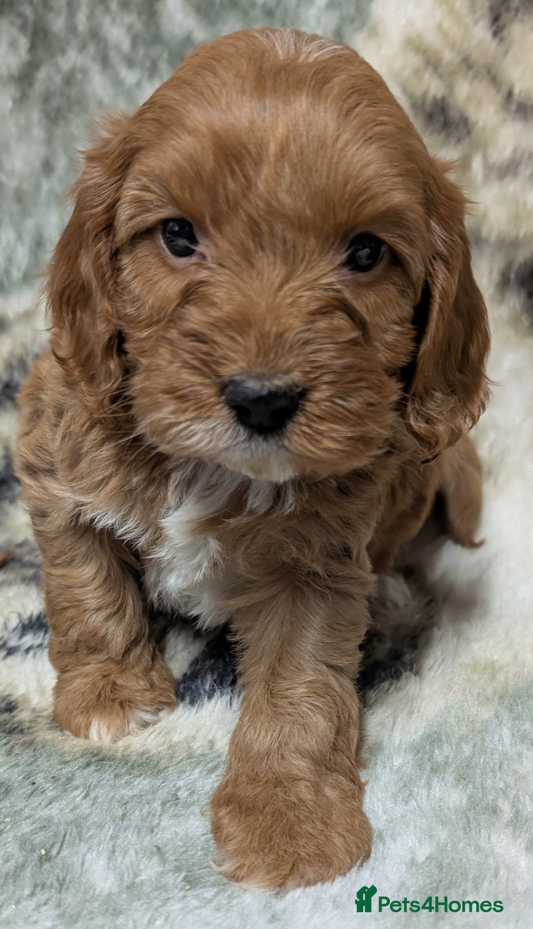 Cockapoo dogs for sale: Beautiful F1 Cockapoo puppies DNA clear  - Image 7