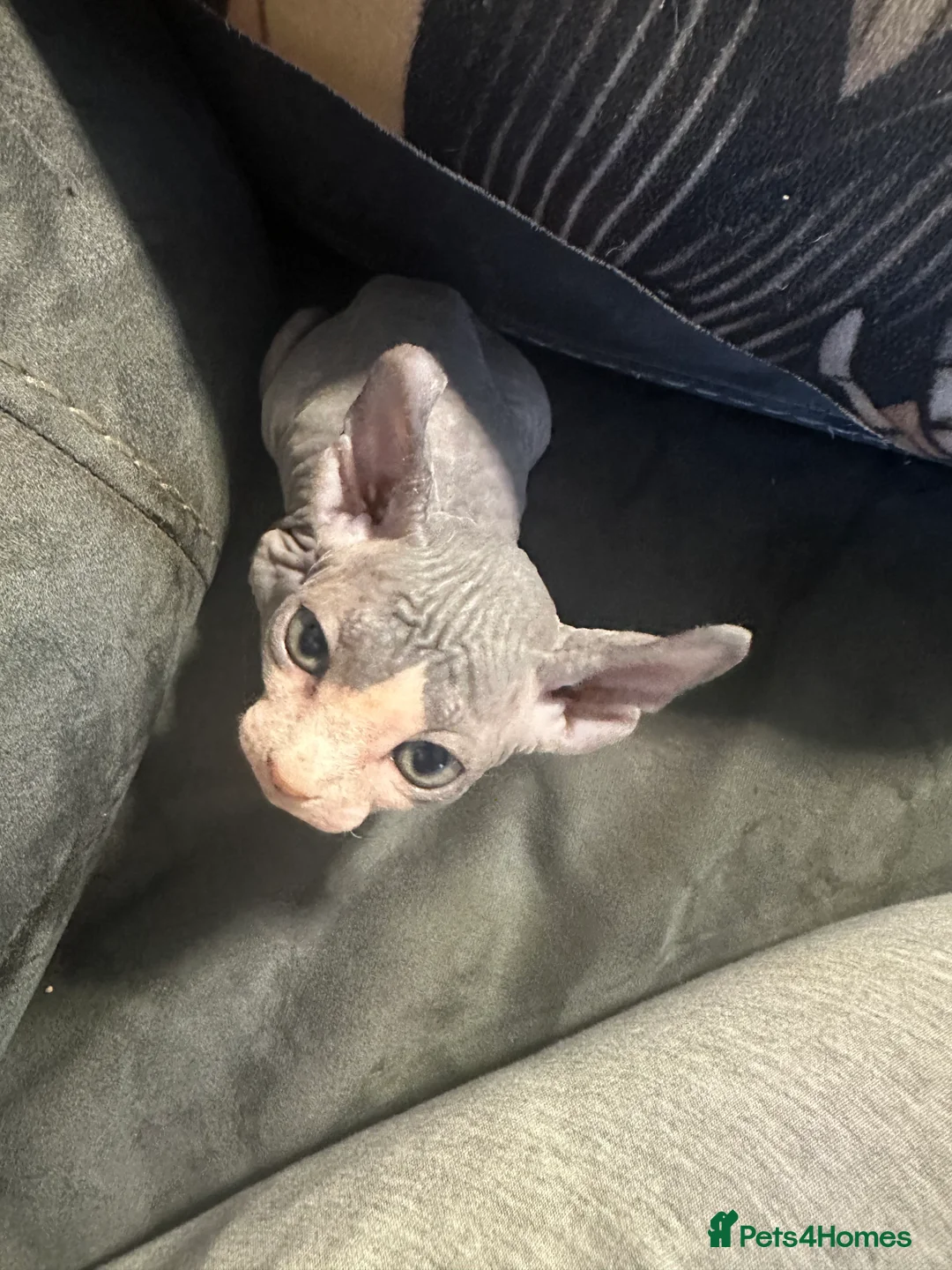 Sphynx cats for sale: Last unique split face girl with elf ears!💛 - Advert 38