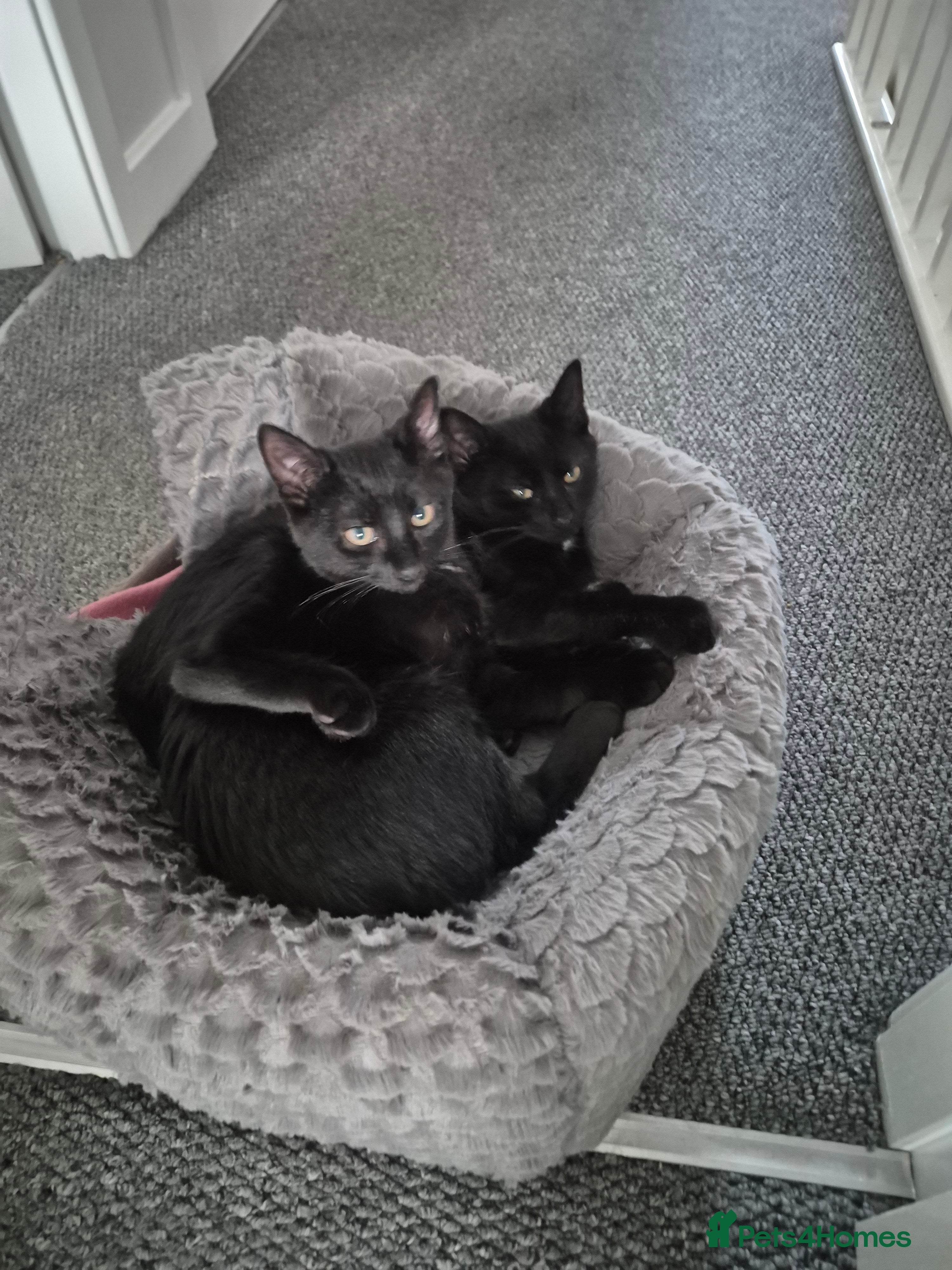 Domestic Shorthair cats Male kitten  - Advert 1