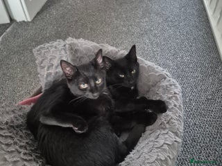 Domestic Shorthair cats Brother and sister kittens - Advert 1