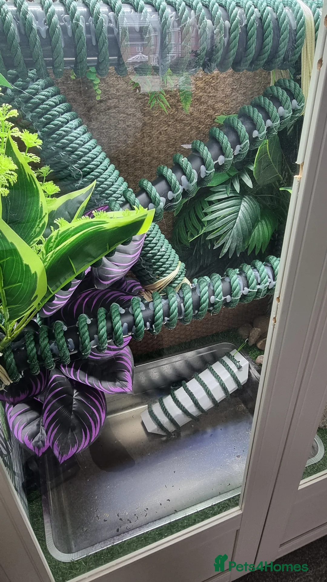 Lizard reptiles for sale: Female Chinese Water Dragon & Setup Free in Trowbridge - Advert 5