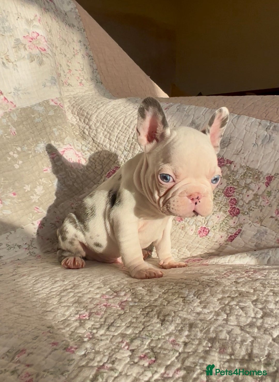 French Bulldog dogs for sale: Outstanding Frenchie Babies  - Advert 12