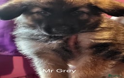 German Shepherd dogs for sale: German shepherd puppies  - Image 3