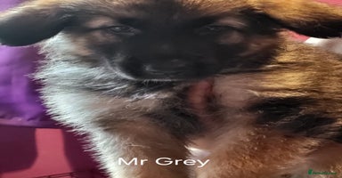German Shepherd dogs - Advert 4