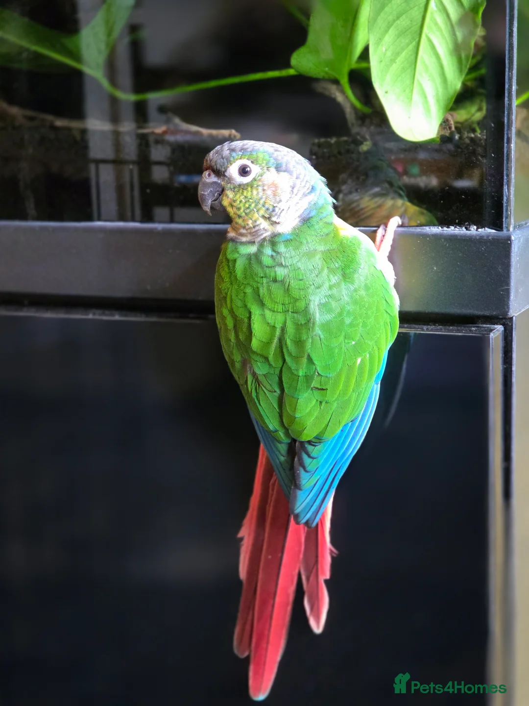 Conures birds for sale: Friendly conure - Advert 8