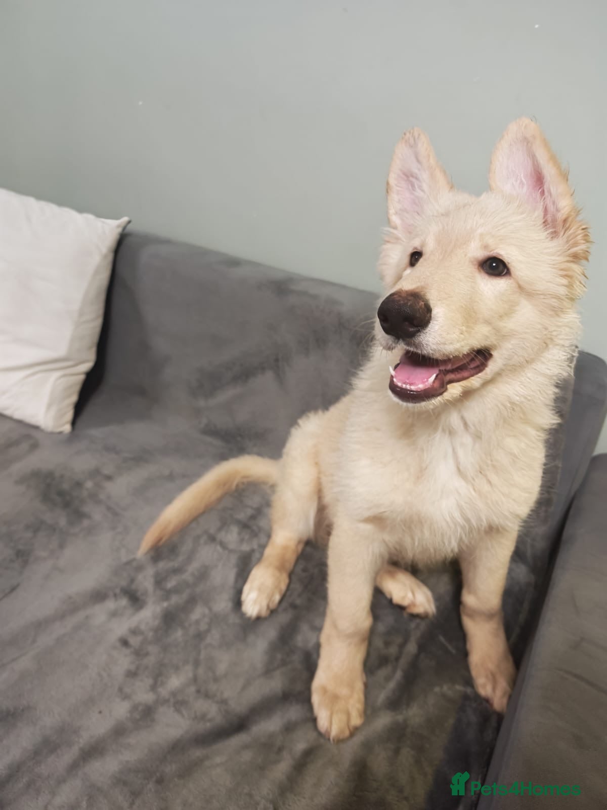 German Shepherd dogs German shepherd puppies - Advert 8