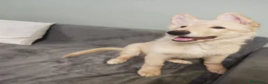 German Shepherd Puppy 3