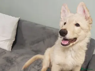 German Shepherd dogs German shepherd puppies - Advert 8