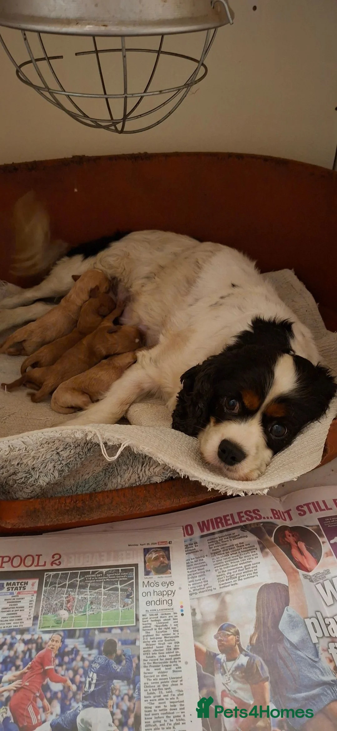 Cavapoo dogs for sale: Beautiful cavapoo puppies  - Advert 2
