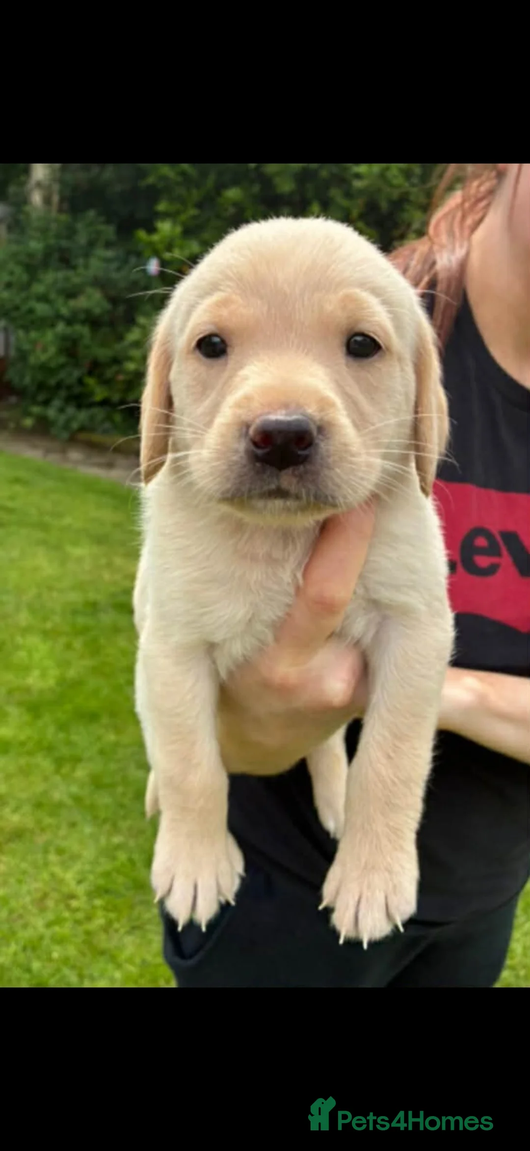 Labrador Retriever dogs for sale: Beautiful litter of KC registered Labrador Pups - Advert 1